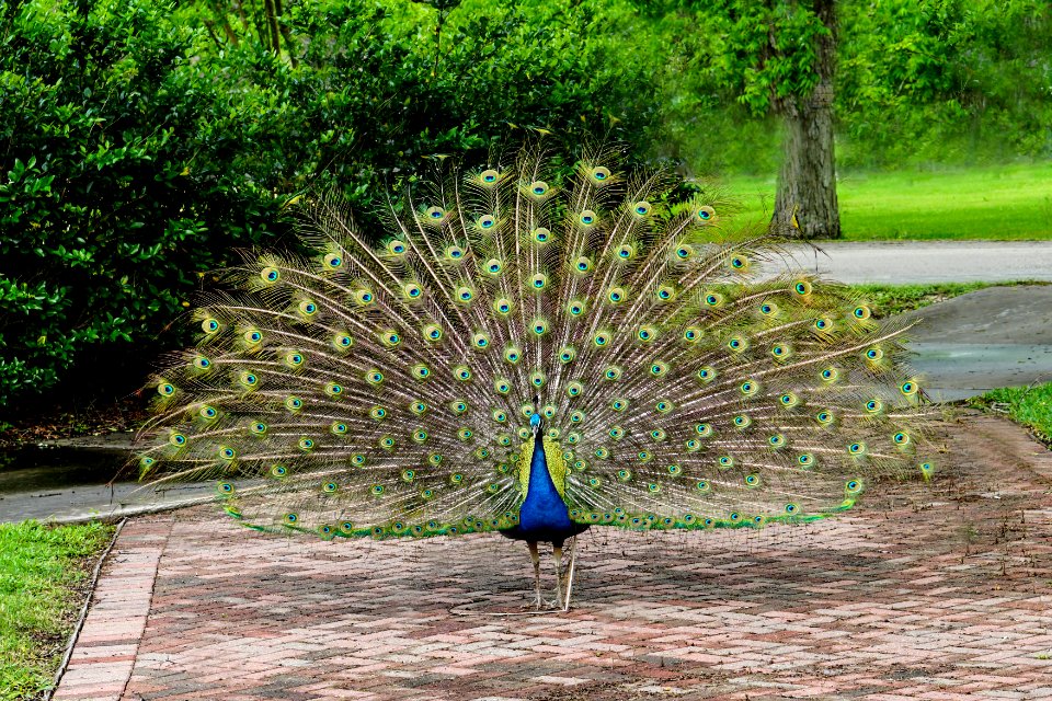 Houston, United states, Birds