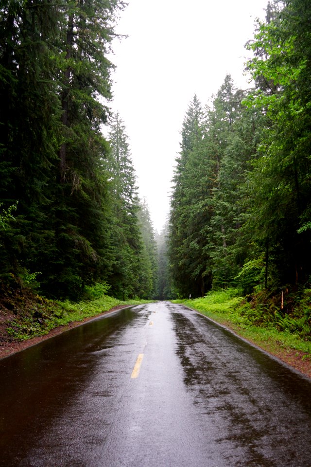 Willamette national forest, Springfield, United states