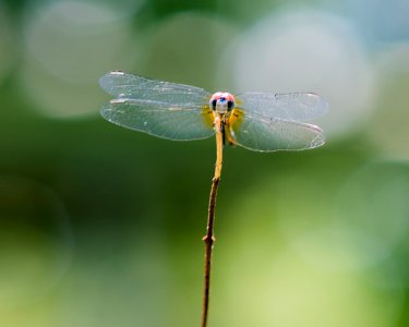 Houston, United states, Dragonfly photo