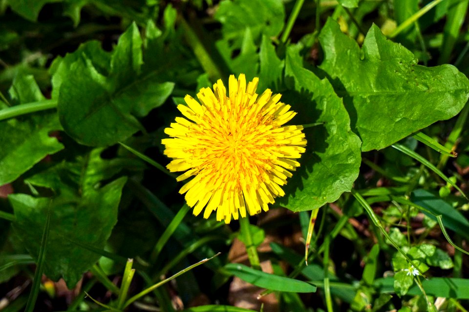 Houston, United states, Flowers