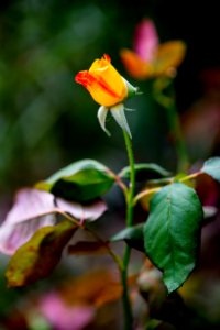 Houston, United states, Flower