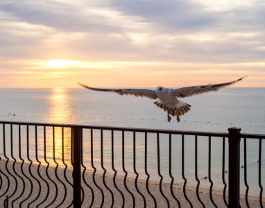 Cabo san lucas, Mexico, Birds
