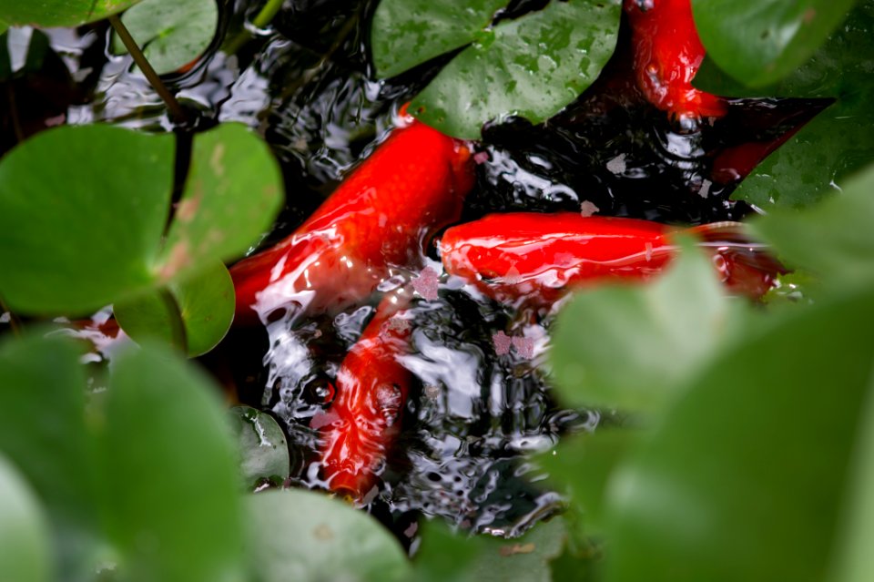 Houston, United states, Fish