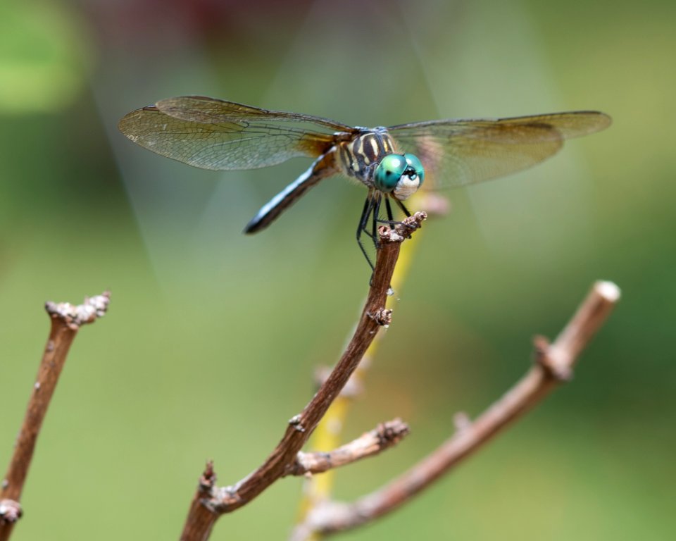 Houston, United states, Nature