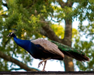 Nature, Peacocks, Birds