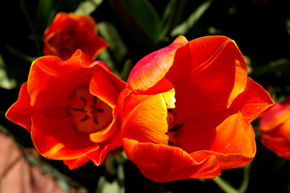 Orange spring blossom