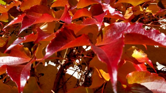 Colors, Leaves, Tree photo