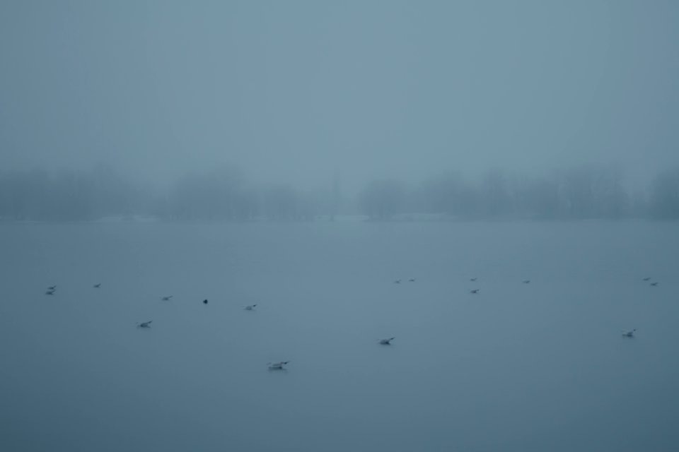 Birds, Gray, Fog photo