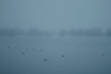Birds, Gray, Fog photo