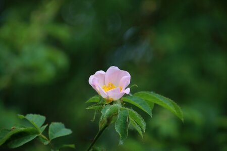 Bloom flower plant photo