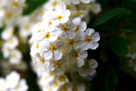 White, Green, Yellow
