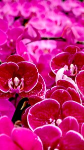 Nature blossom garden