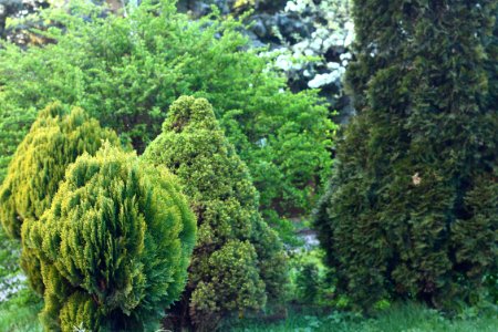 Kaliningrad, Russia, Green
