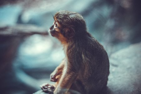 shallow photography of monkey sitting on grey stone looking elsewhere photo