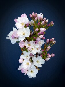 Bloom ornamental cherry japanese flowering cherry photo
