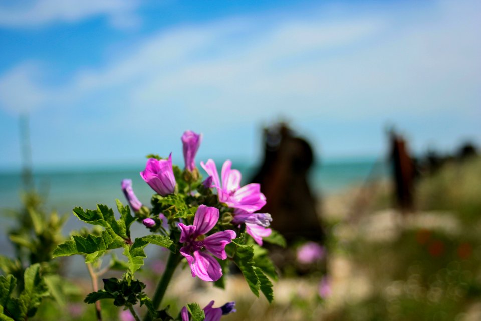 Bulgaria, Sarafovo, Burgas