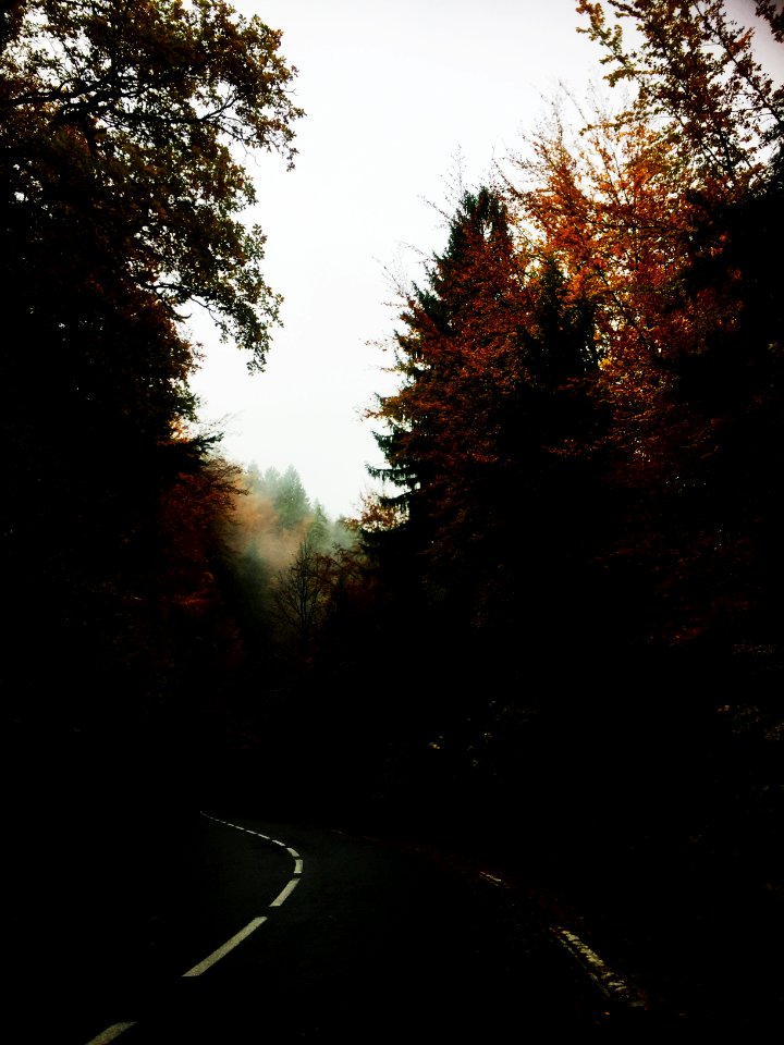 France, Sallanches, Forest