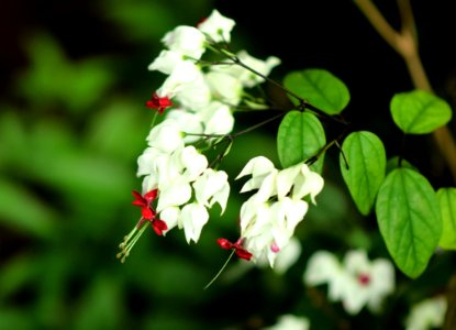 India, Dahanu, Nature photo