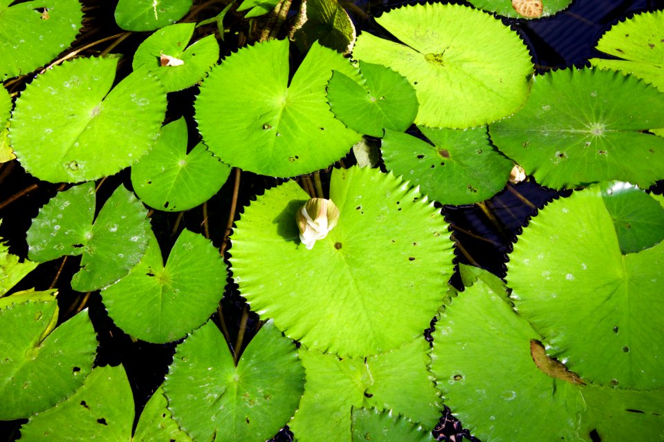 Garden, Botanical, Leaves