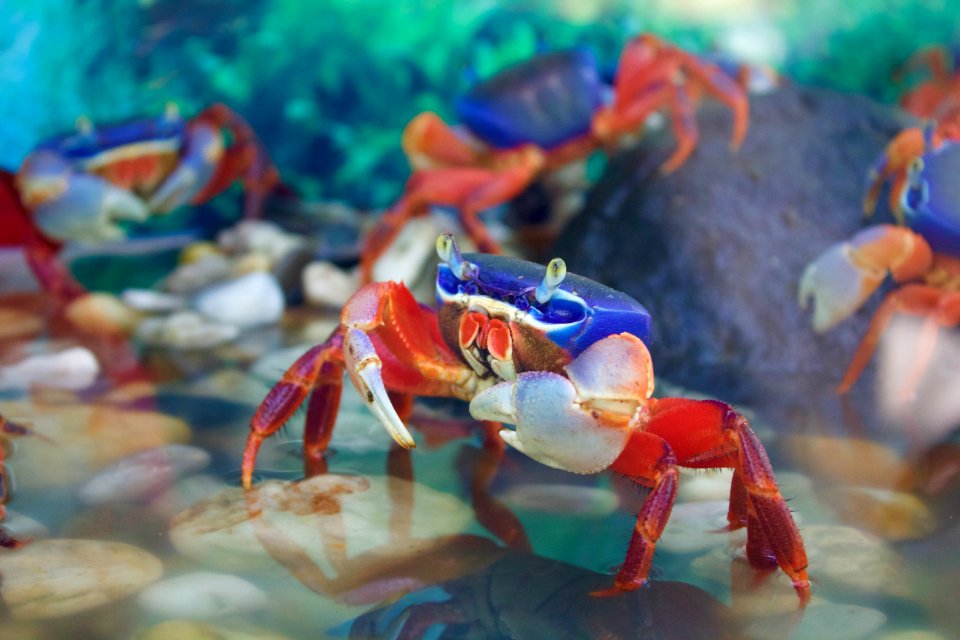 Underwater, Colorful, Fish