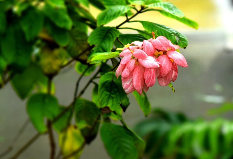 India, Dahanu, Green