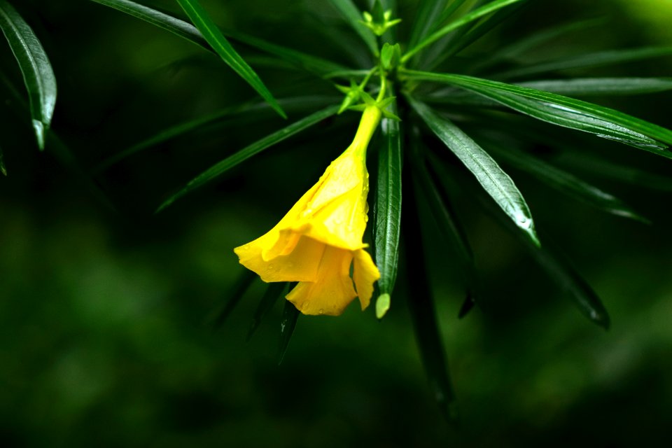 Dahanu, India, Plant