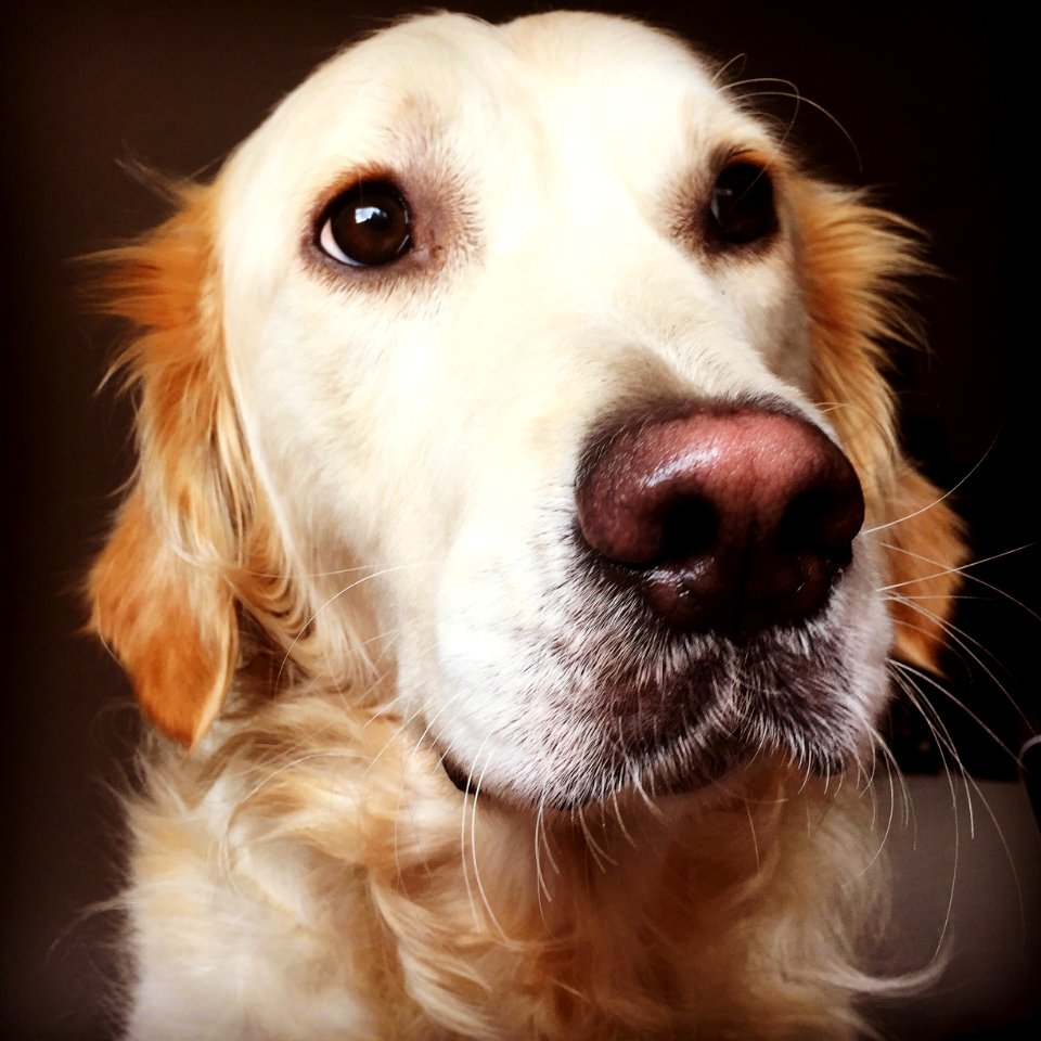 France, Golden retriever, Dogs