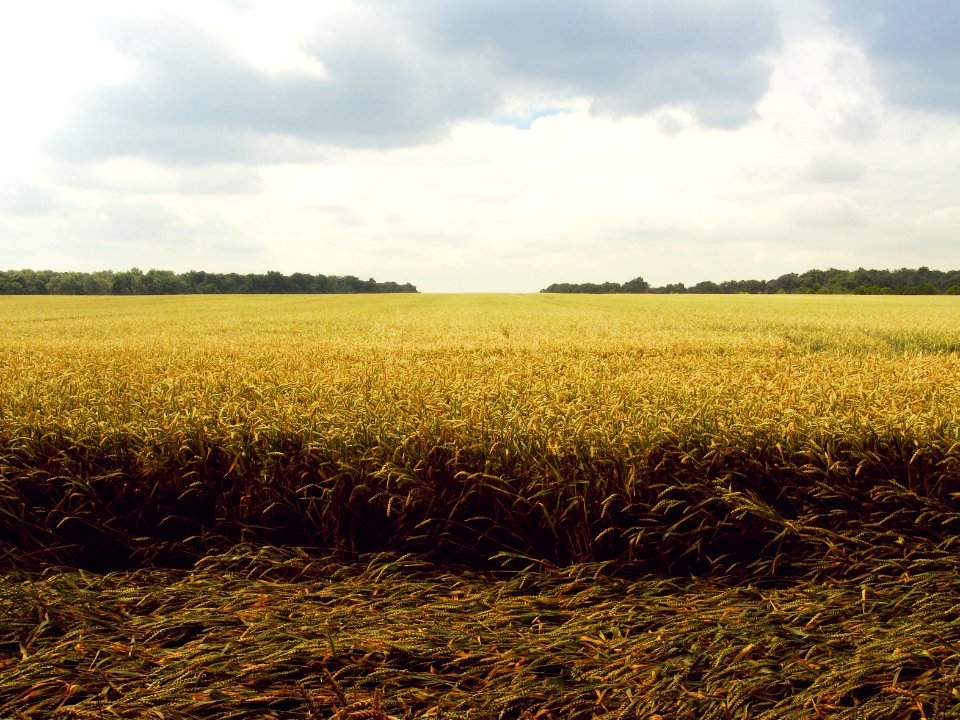 wheat field under blue and white sky