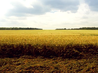 wheat field under blue and white sky
