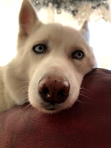 France, Snow dog, Husk photo