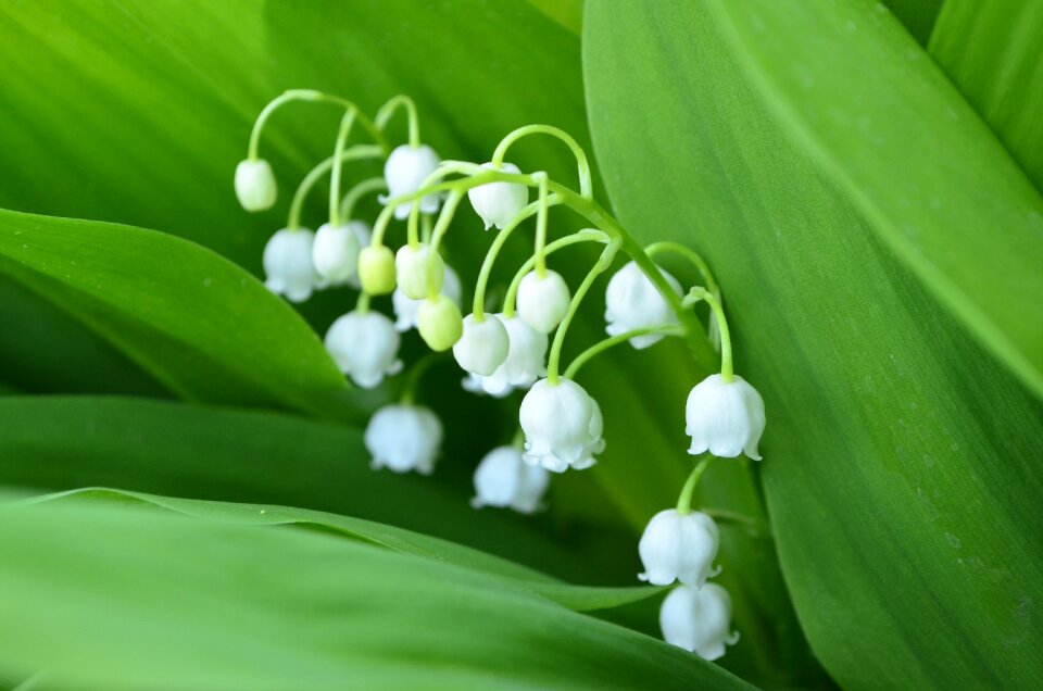 Spring flowers white spring