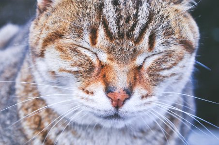 close-up photo of brown and white cat photo