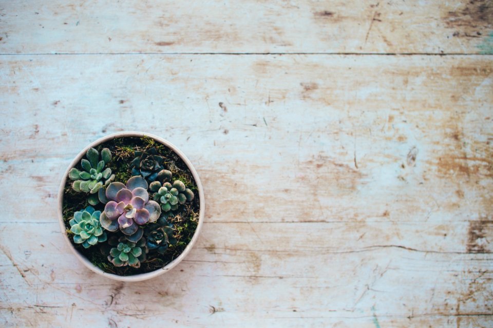 top view photo of succulent plants