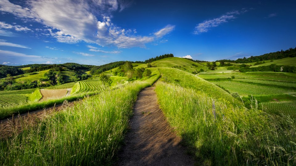 photography of grass field photo