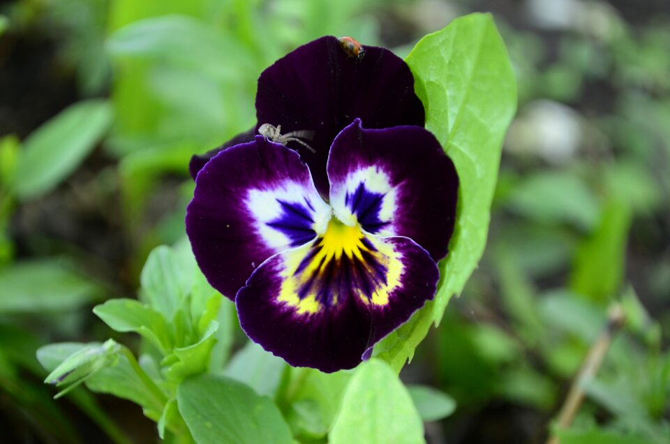Flowers green purple