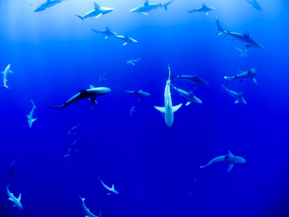 group of sharks under body of water