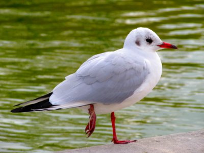 Paris, France, Seagull photo