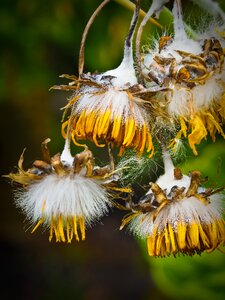 Bloom plant nature
