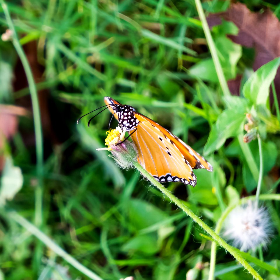 India, Tau devi lal bio diversity park, Gurugram photo