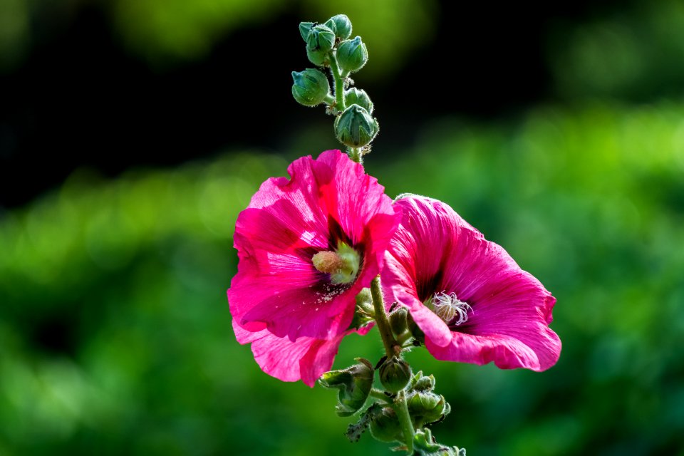 India, The garden of five senses, New delhi