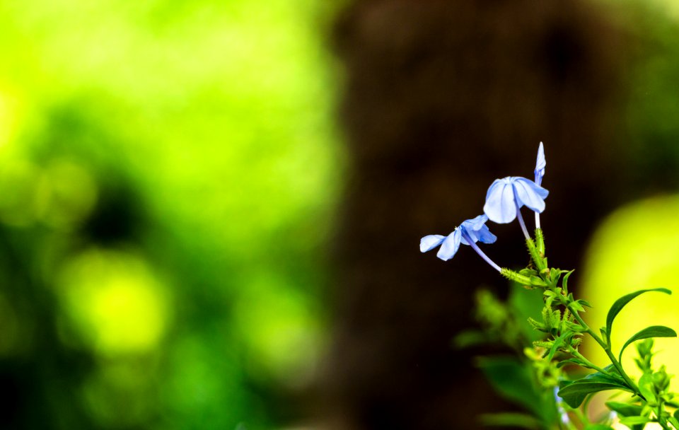 India, The garden of five senses, New delhi