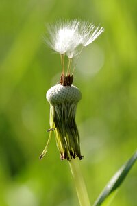 Tufts plant white photo