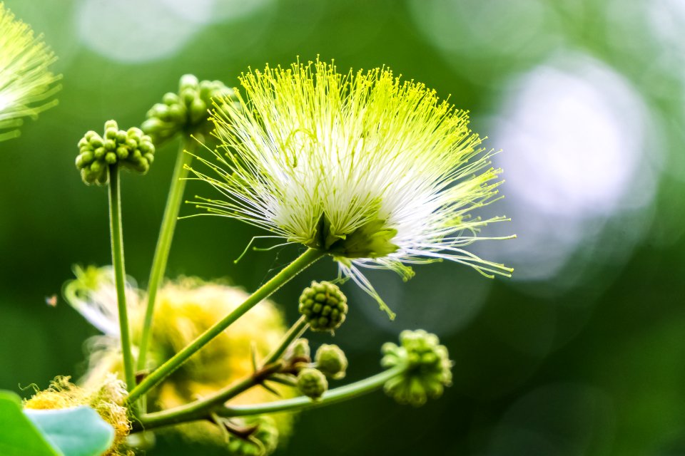 India, Tau devi lal bio diversity park, Gurugram
