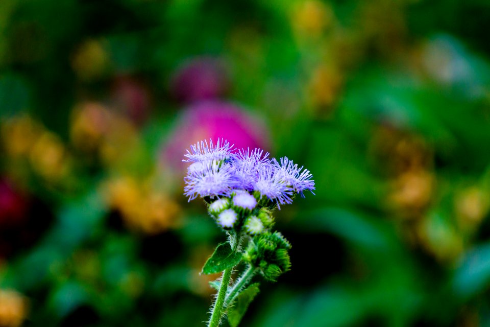 India, The garden of five senses, New delhi photo