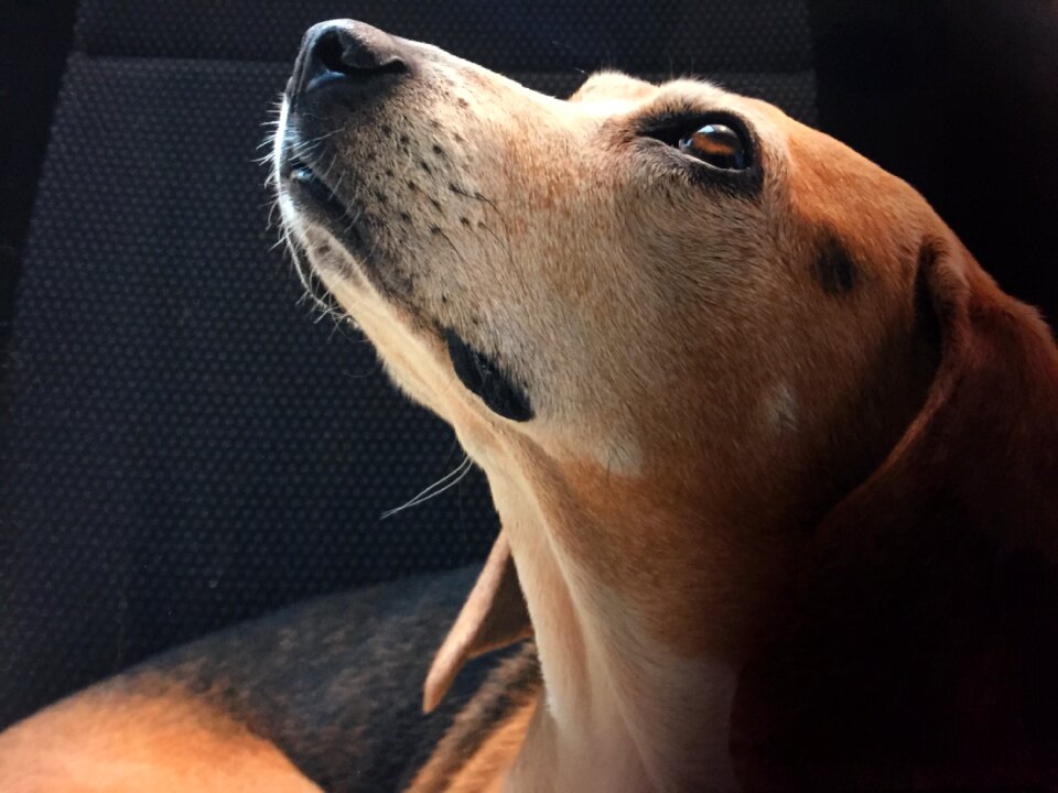 Beagle dog kirili puppy
