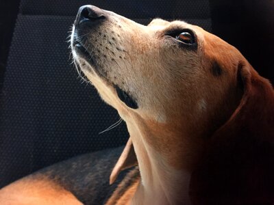 Beagle dog kirili puppy