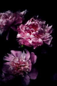 shallow focus photography of purple carnation flowers photo