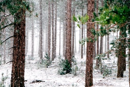 tall pine trees covered with snow during winter photo
