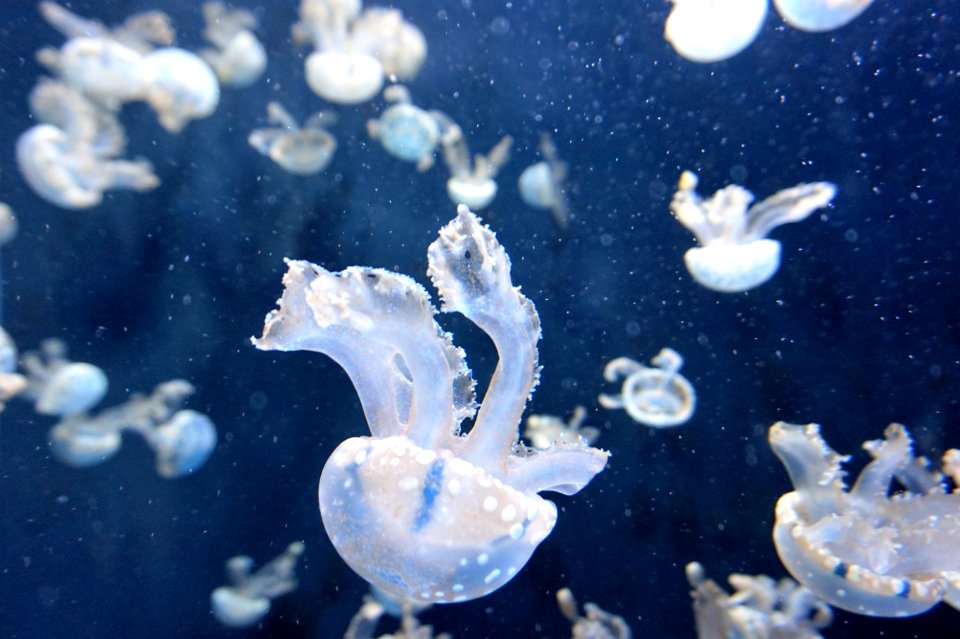 white jellyfish photo