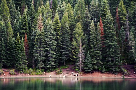 green pine trees near body of water during daytime photo
